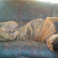 Grand danois Bamse *R.I.P* †