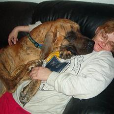 Grand danois Bamse *R.I.P* †