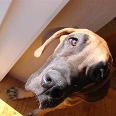 Grand danois Baby R.I.P* †