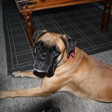 Boxer Kahlua