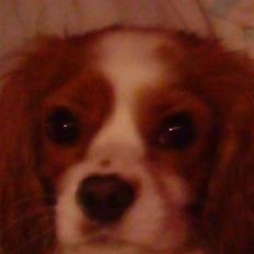 Cavalier king charles spaniel Oliver