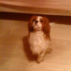 Cavalier king charles spaniel Oliver