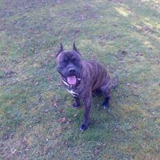 Amerikansk staffordshire terrier pablo