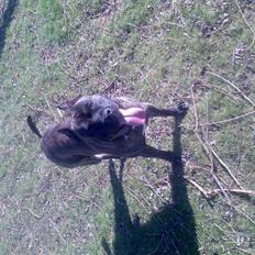 Amerikansk staffordshire terrier pablo