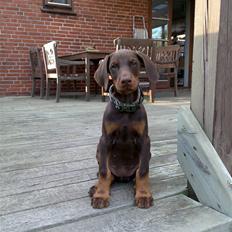 Dobermann "Freja" Baskernes Alaia