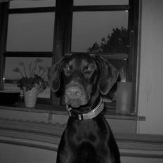 Dobermann "Freja" Baskernes Alaia