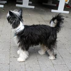 Chinese crested powder puff Noi Noi