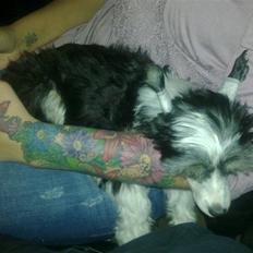 Chinese crested powder puff Noi Noi