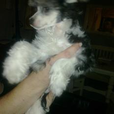 Chinese crested powder puff Noi Noi