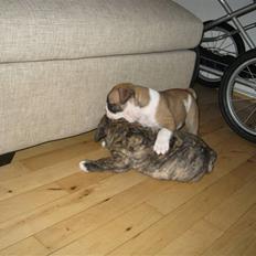 Olde english bulldogge Cliff