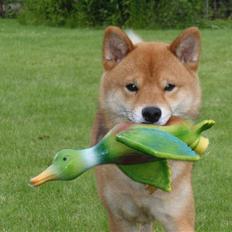 Shiba Calle (Jeibi-Juichi)