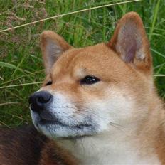 Shiba Calle (Jeibi-Juichi)