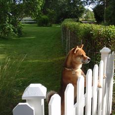 Shiba Calle (Jeibi-Juichi)