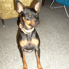 Dvaergpinscher Dina