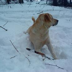 Labrador retriever Rollo