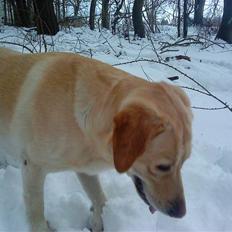 Labrador retriever Rollo