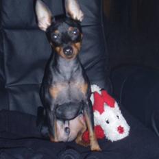 Dvaergpinscher Rødkildes Nickie