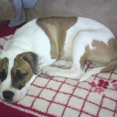 Amerikansk bulldog Basse