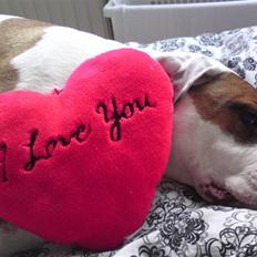 Amerikansk bulldog Basse