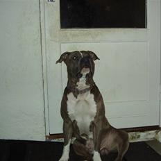 Amerikansk staffordshire terrier       ¤SPOOKIE¤