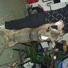 Amerikansk staffordshire terrier       ¤SPOOKIE¤