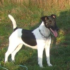 Glathåret foxterrier 0g jema-Spot Engpiber