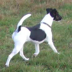 Glathåret foxterrier 0g jema-Spot Engpiber