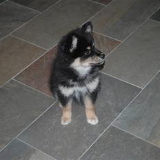Finsk lapphund Ilo