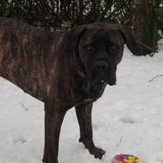 Boerboel Kiwi **SOLGT**