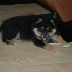 Finsk lapphund Ilo