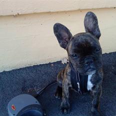 Fransk bulldog mickey