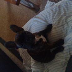 Fransk bulldog mickey