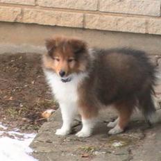Shetland sheepdog Charlie - død jan. 2011 RIP