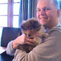 Shetland sheepdog Charlie - død jan. 2011 RIP