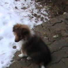 Shetland sheepdog Charlie - død jan. 2011 RIP