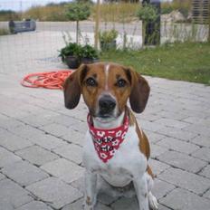 Dansk svensk gaardhund Karla