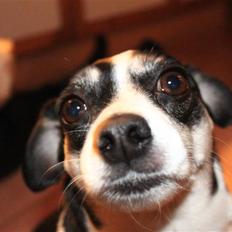 Dansk svensk gaardhund Smut