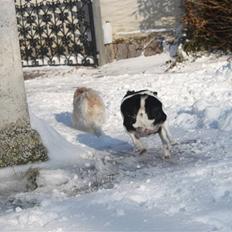 Dansk svensk gaardhund Smut