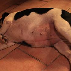 Dansk svensk gaardhund Smut