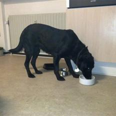 Blanding af racer Lovely Bell