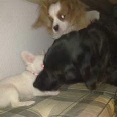 Blanding af racer Lovely Bell