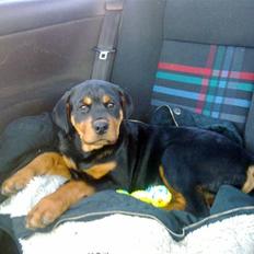 Rottweiler CanZo