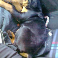Rottweiler CanZo