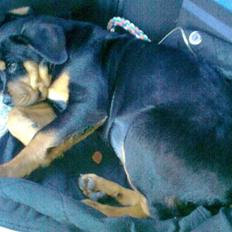 Rottweiler CanZo