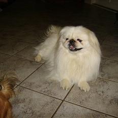 Pekingeser Rex