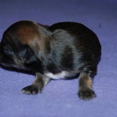 Chihuahua Lerche`s Miss Pepsi( udstationeret)