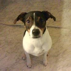 Dansk svensk gaardhund Flipper