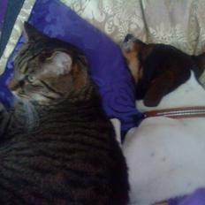 Dansk svensk gaardhund Flipper