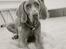 Weimaraner Bomlaz im Stoffer