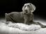 Weimaraner Bomlaz im Stoffer